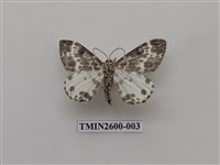 藏品(尺蛾114)的圖片